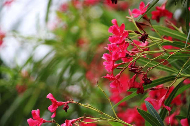 Close-up van de phlox paniculata-bloem