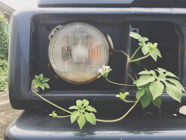 Foto close-up van de plant in de koplamp van de auto