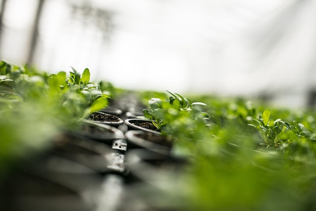 Close-up van de plant in de zaailingenbak