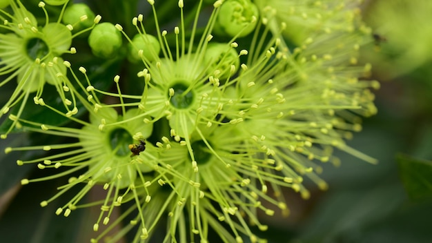 Close-up van de plant met waterdruppels