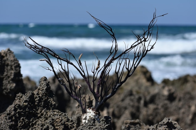 Foto close-up van de plant op het strand tegen de lucht