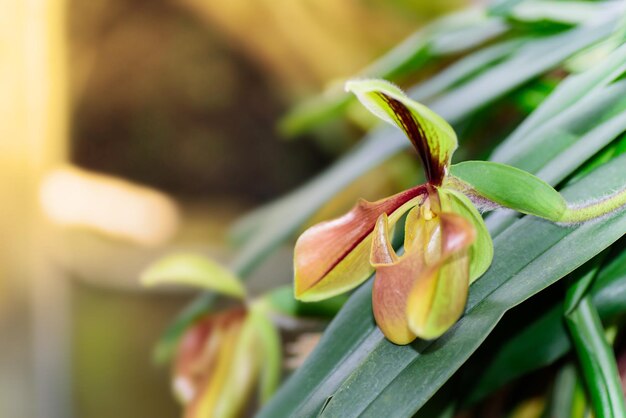Close-up van de plant op hout