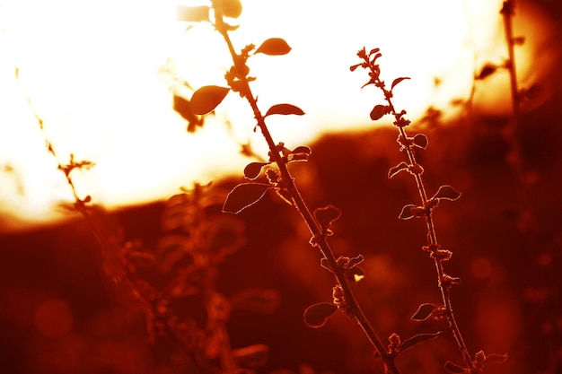 Foto close-up van de plant tegen de hemel bij zonsondergang