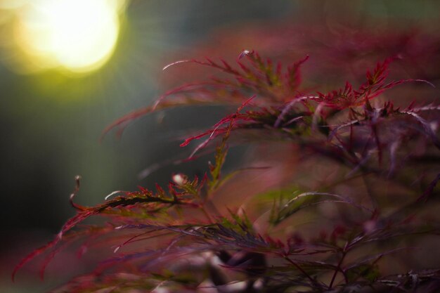 Close-up van de plant tegen de hemel bij zonsondergang