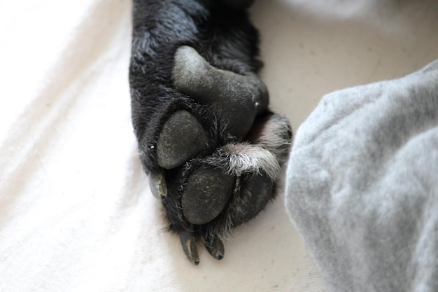 Close-up van de poot van een hond