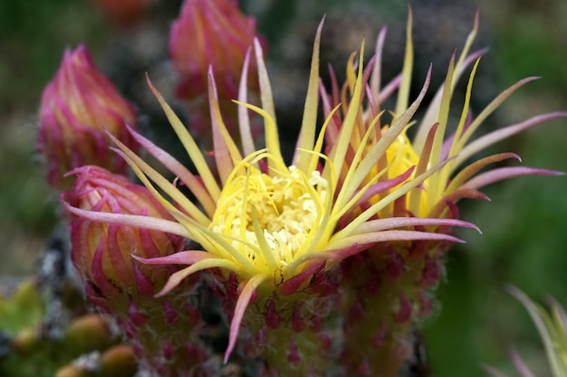 Foto close-up van de prachtige bloemen van de lobivia shinshowa cactus in de tuin