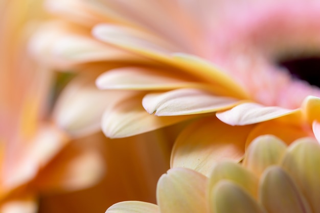 Close-up van de prachtige details gerbera