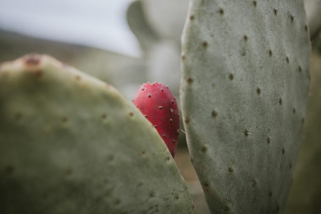 Foto close-up van de prikkelpiercactus