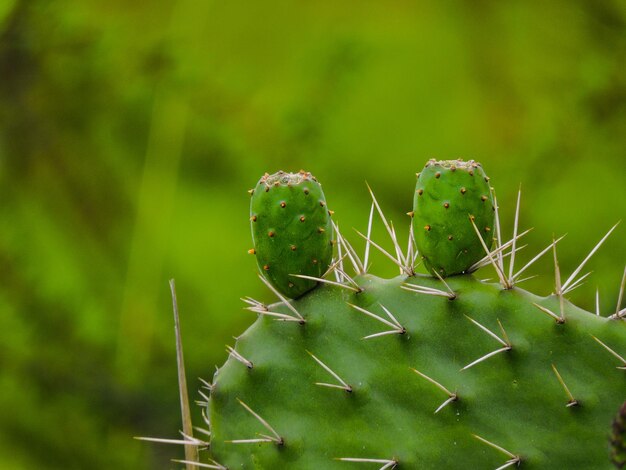 Foto close-up van de prikkelpiercactus