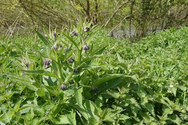 Close-up van de Quaker comfrey wilde bloemplant Symphytum officinale