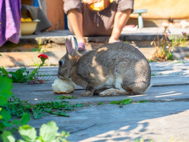 Close-up van de regen schattig klein konijn dat brood eet in het dorp in de zomer Schattig huisdier