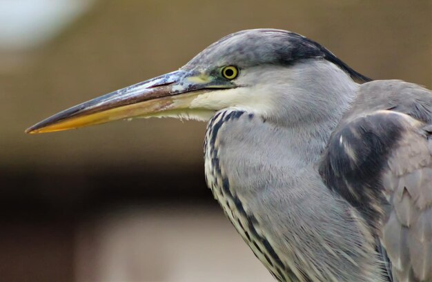 Foto close-up van de reiger