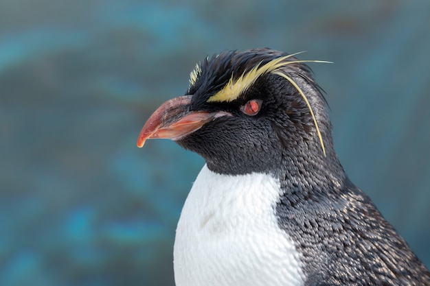 Close-up van de Rockhopper-pinguïn op blauwe waterachtergrond