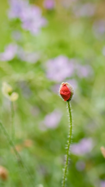 Foto close-up van de rode knop op het veld