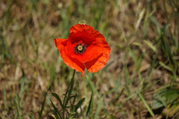 Close-up van de rode papaverbloem die op het veld bloeit