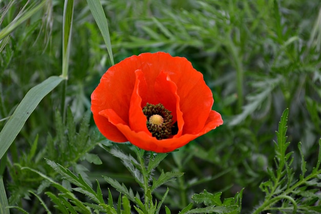 Foto close-up van de rode papaverbloem