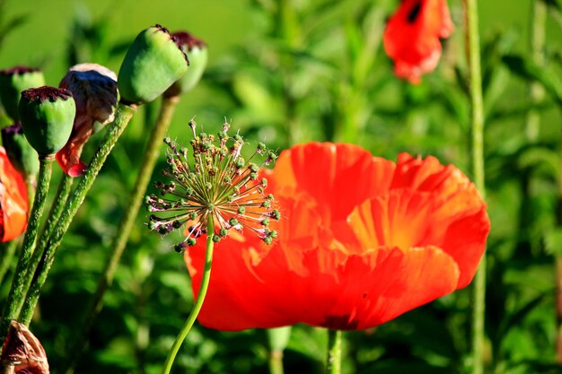 Foto close-up van de rode papaverbloem