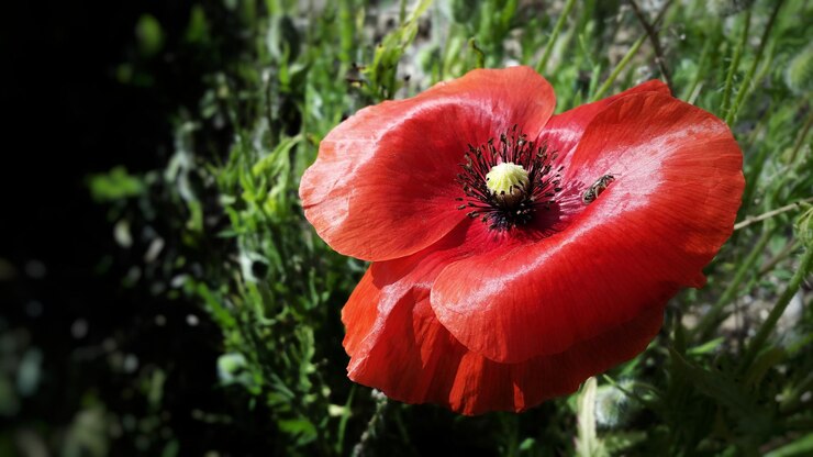 Foto close-up van de rode papaverbloem