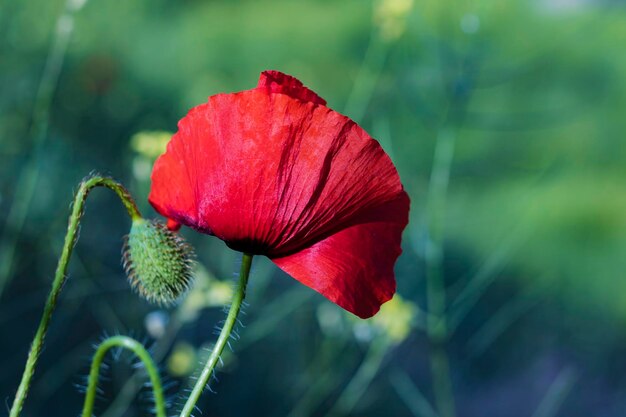 Close-up van de rode papaverbloem