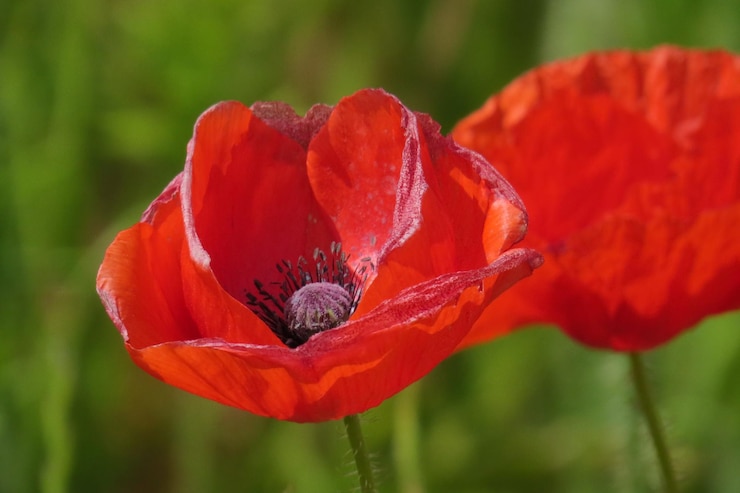 Foto close-up van de rode papaverbloem