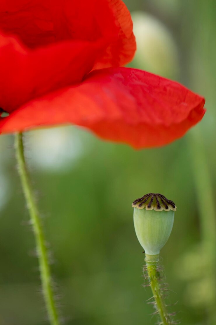 Foto close-up van de rode papaverbloem