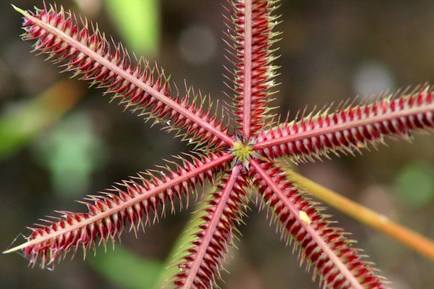 Close-up van de rode plant