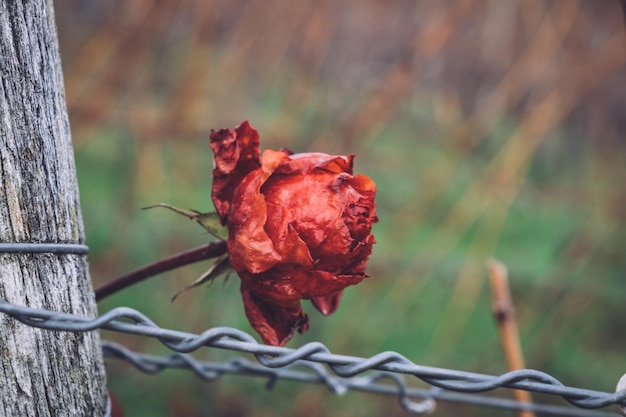 Foto close-up van de rode roos op het hek