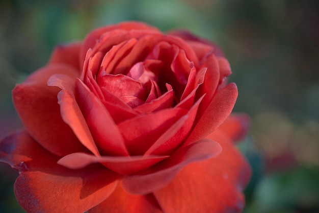 Close-up van de rode roos.