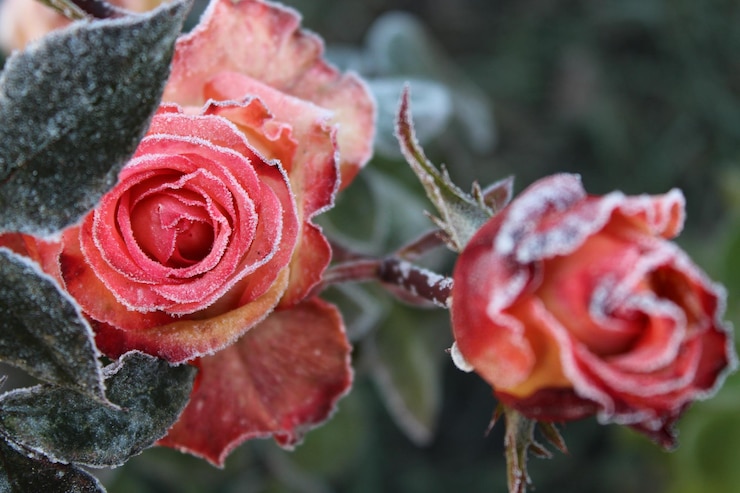 Foto close-up van de rode roos