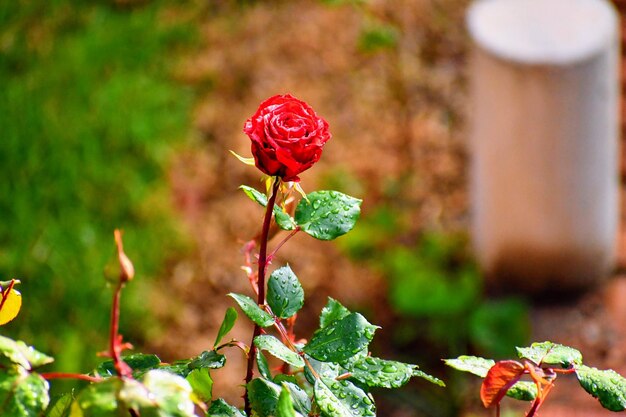 Foto close-up van de rode roos