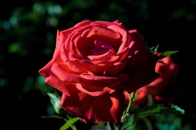 Close-up van de rode roos