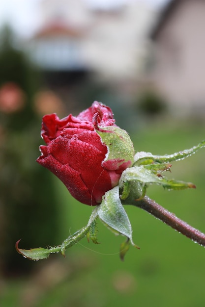 Foto close-up van de rode roos