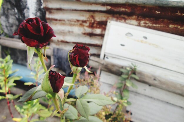 Foto close-up van de rode roos