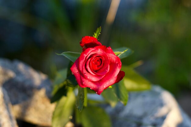 Foto close-up van de rode roos