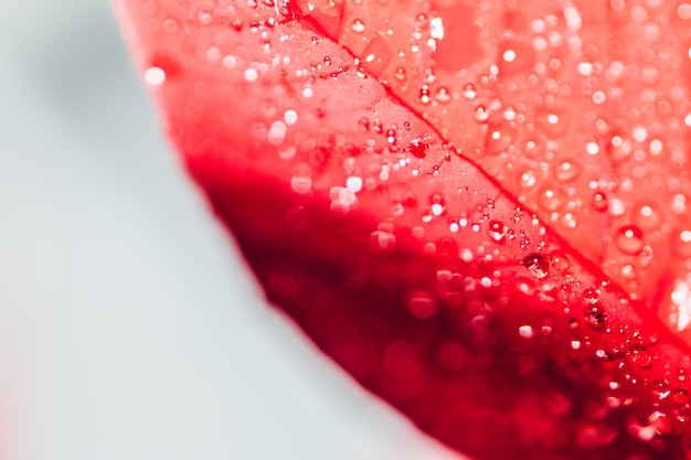 Close-up van de rode roos