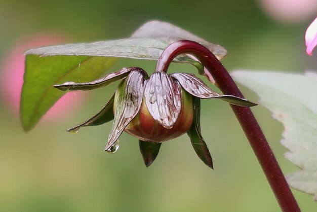 Foto close-up van de rode roos