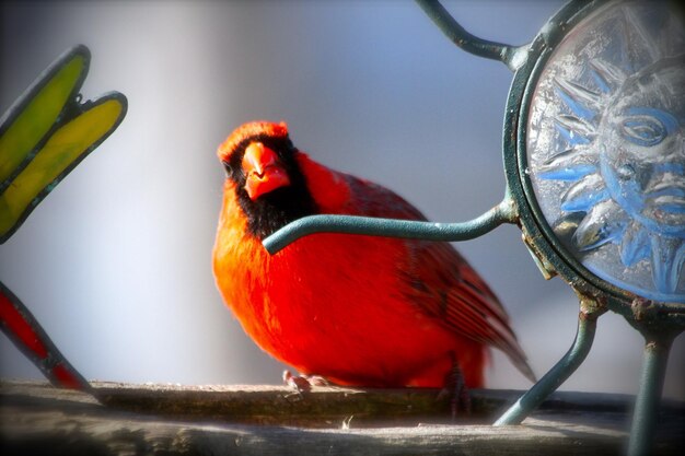 Foto close-up van de rode vogel