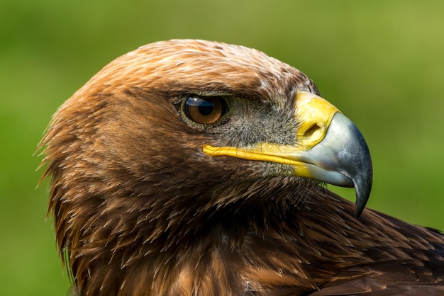 Foto close-up van de roodstaart havik