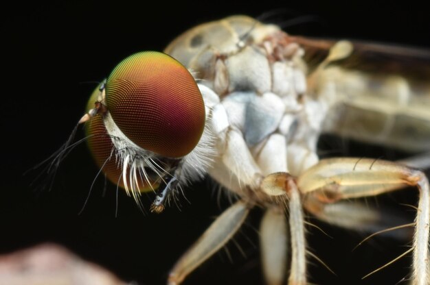 Foto close-up van de rovervlieg