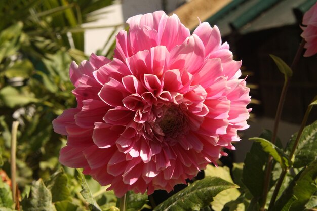 Close-up van de roze dahlia bloem