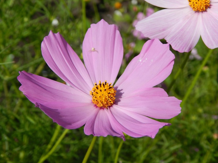 Foto close-up van de roze kosmosbloem op het veld