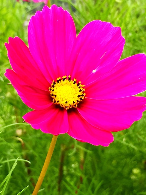 Foto close-up van de roze kosmosbloem