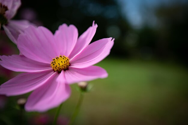 Foto close-up van de roze kosmosbloem