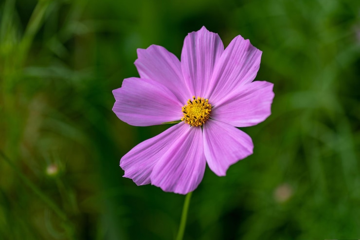 Foto close-up van de roze kosmose bloem