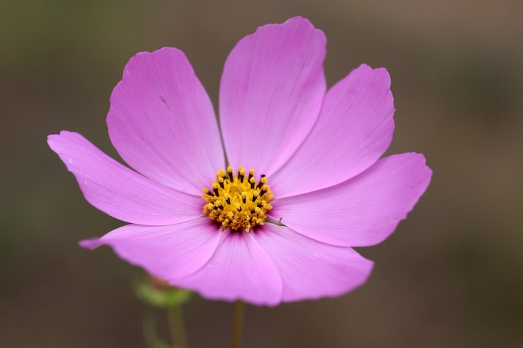 Foto close-up van de roze kosmose bloem
