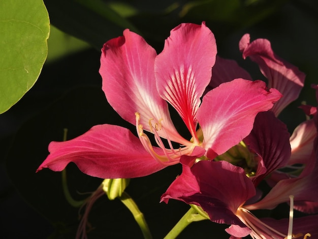 Foto close-up van de roze lelie