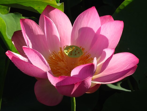 Foto close-up van de roze lelie