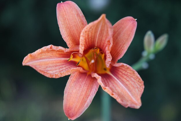 Foto close-up van de roze lelie