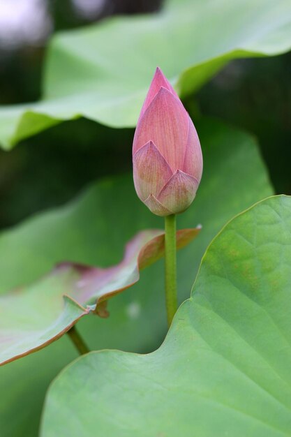 Close-up van de roze lotus waterlelie