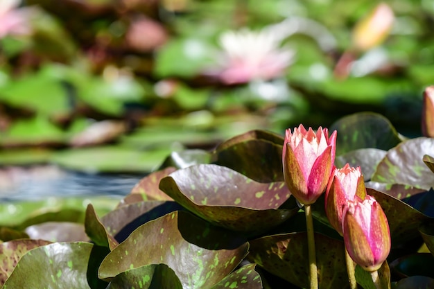 Foto close-up van de roze lotus waterlelie